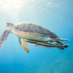 A serene green sea turtle swimming with a remora in the clear blue ocean waters of the Red Sea.