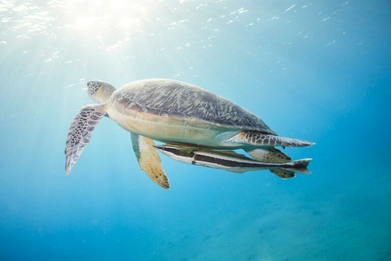 A serene green sea turtle swimming with a remora in the clear blue ocean waters of the Red Sea.